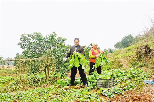 渝商文化 渝商文化 南中村地少人多,人均耕地只有6分多一点.